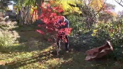 How to Transplant a Tree