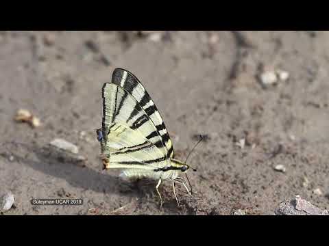 Video: Podalirium kelebeği: tanım, yaşam döngüsü, habitatlar. yelkenli kırlangıç kuyruğu