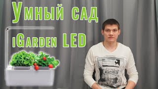 iGarden LED - умный сад