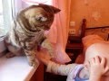 Любвеобильный кот Сникерс   - Loving British cat Snikers