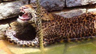 Wild Leopard Rescued From Well
