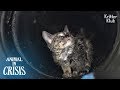 Kitten Stuck Underground Cries Out Of Fear No One Would Rescue Him | Animal in Crisis EP117