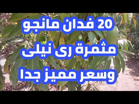 فرصة ذهبية مزرعة 20 فدان مانجو مثمر وري نيلي للبيع في الإسماعيلية موقع مميز وسعر مفاجأة 