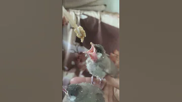 جوجه بلبل اینجوری بزرگ کن تا همیشه پیشت باشه 