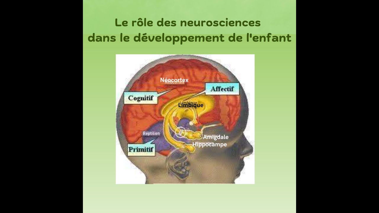 Le rôle des neurosciences dans le développement de l'enfant 🧠 - YouTube