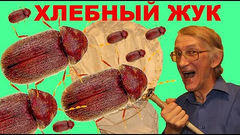 Как Избавиться от Хлебного Точильщика, или Аптечного Жука, Stegobium paniceum (Anobiidae)?