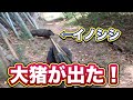 猟犬カシンを振り切り、竹林から響き渡るイノシシの踏み音。出てきた瞬間、放った一撃！