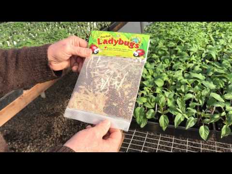 Video: Greenhouse Pest Control - Pest Management in Greenhouses