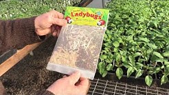Greenhouse pest management 