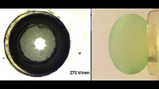 Opening And Closing Of Particle Shell - Pickering Emulsion Droplet