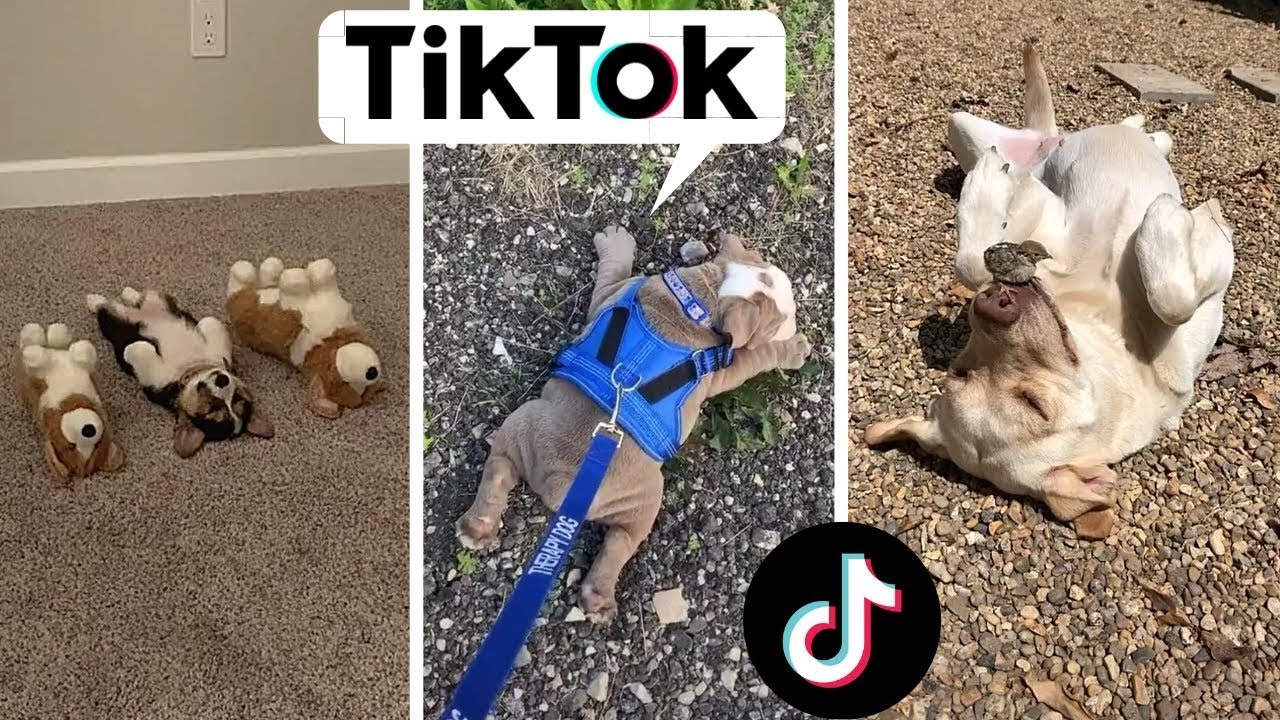 Dogs Doing Funny Things TIK TOK Compilation ~ Cutest Doggos of TikTok ...