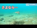 さよなら、また会う日まで・・・トビエイの赤ちゃん旅立つ!Farewell eagle ray baby
