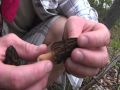 Wild Mushrooms (Black Morel)