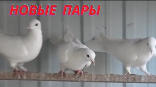 Обзор новых пар голубей!