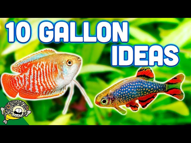 The Best Ideas For Your 10 Gallon Aquarium - Youtube