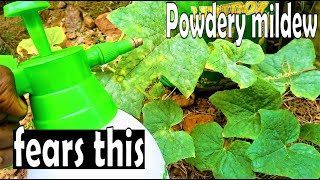Eliminate Powdery mildew on Cucumber and other plants in few hours with this