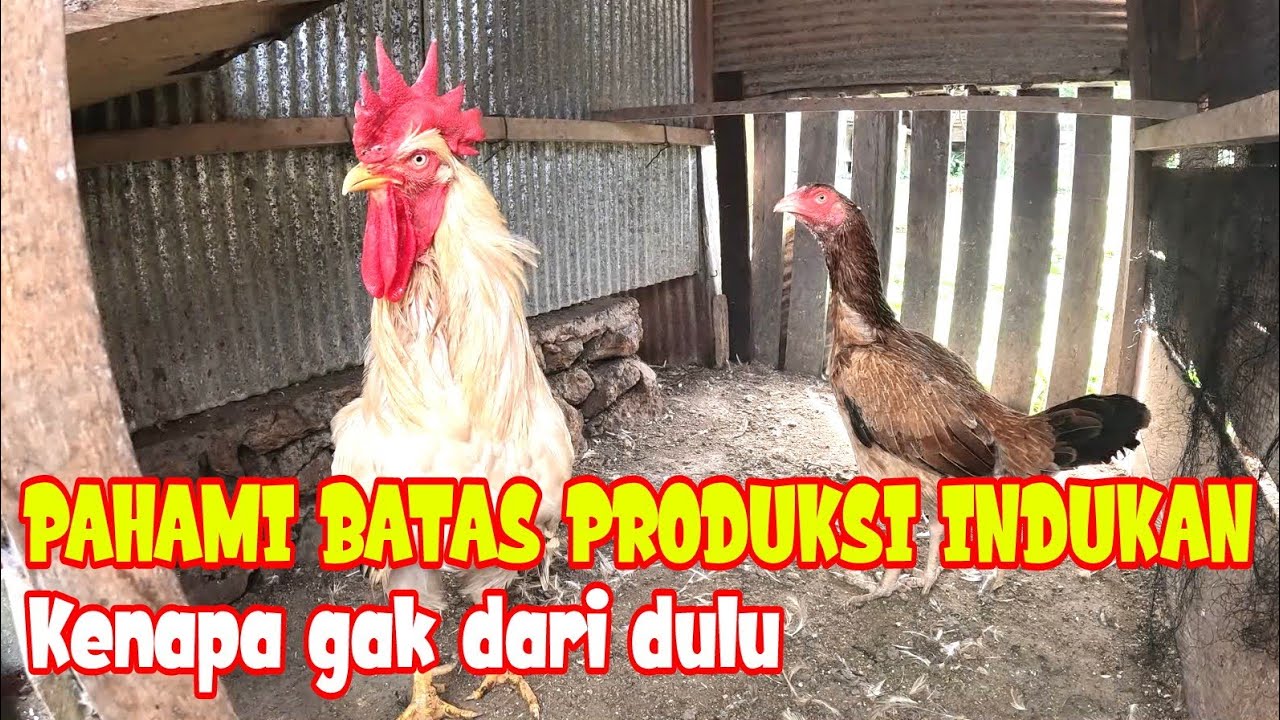 WAJIB TAU‼️ MEMAKSIMALKAN PRODUKTIFITAS INDUKAN AYAM KAMPUNG