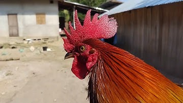 qaib f3 zoo nkauj thiab hawj zoo dib heev