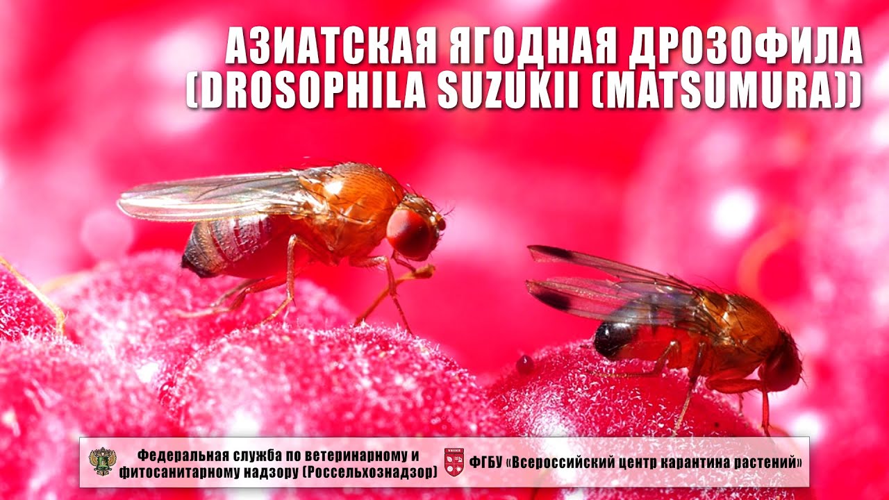 Дрозофила сузуки википедия