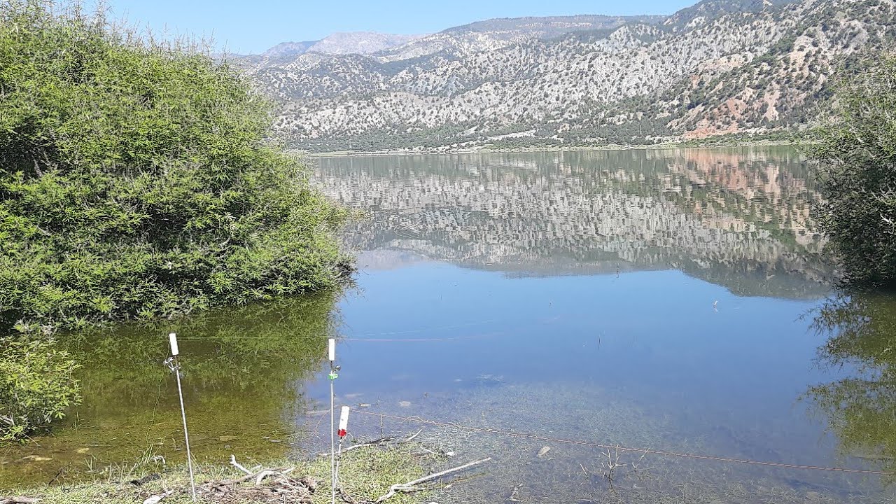 BALIK AVI #SAZAN#AVI#50cm#üstü#güzel#sazanlar#aldık#arkadaşlar