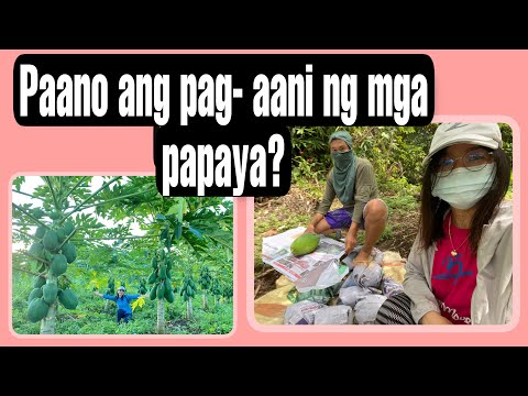 Video: Paano Mag-ani ng Papaya – Mga Paraan ng Pag-aani ng Papaya