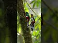 Masked Trogon Bird nest #birds #nest