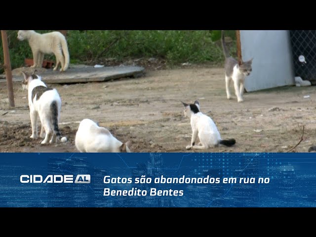 Gatos são abandonados em rua no Benedito Bentes; alguns animais estão machucados e doentes