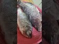 Preto Tayo Tilapia Preto Tayo Tilapia
