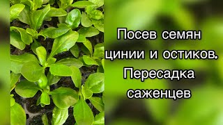 Посев семян цинии и остиков. Пересадка саженцев