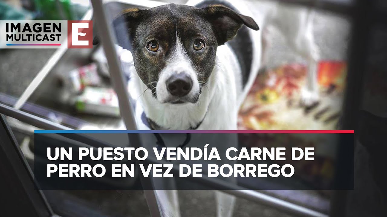 Cómo identificar carne de perro: señales que debes conocer
