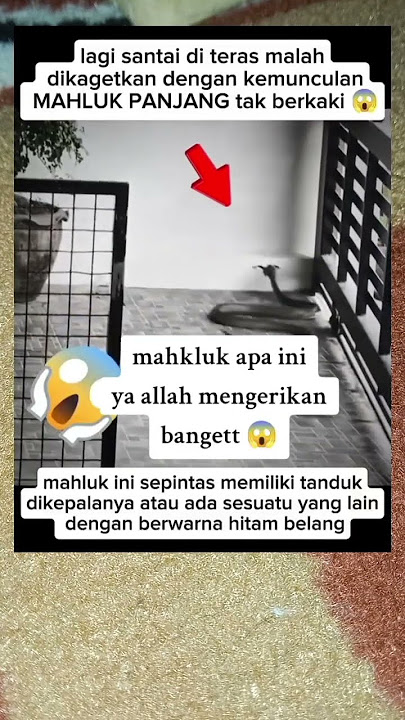 tanda42 apa ini yaAllah knpa s3ring bermvncul4n h3wan2 an3h #fypviral #trendingshorts