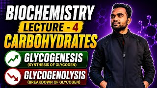 Biochemistry Lecture 4 | Carbohydrates Metabolism | Glycogenesis & Glycogenolysis