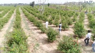 जरिए मशरूम की खेती कैसे की जाती है।—[Mushroom Farming in India's Desert Sikar Area]—Hindi Video