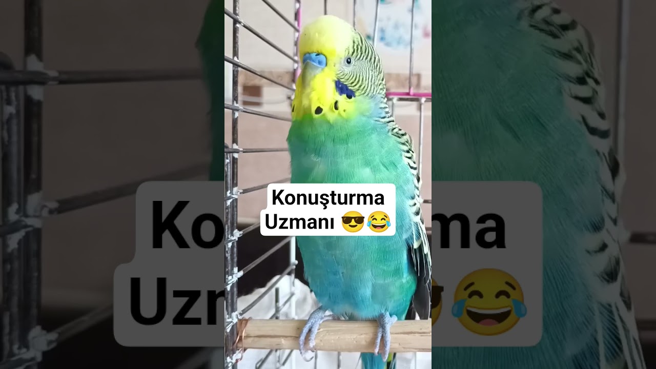 Muhabbet Kuşu Konuşturma #muhabbetkuşu #muhabbetkuşusesi #muhabbetkuşufıstık #konuşankuş