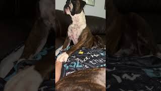 The way he makes me hold his paw  #cute #viral #shorts #boxer #dog #puppy #animals #funny #explore