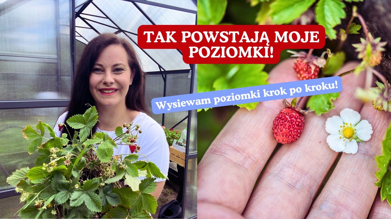 Nie kupuję sadzonek poziomek! Wysiew krok po kroku + moje powody 🌱