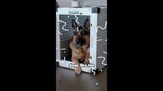 Dogs Like Mo
I told you, itโs science! ๐งช๐พ
Every strong dog still needs a safe place to call their own.
#ImpactDogCrates #DogSafety #CrateTraining #BuiltToLast #SafeDogs Dogs Like Mo