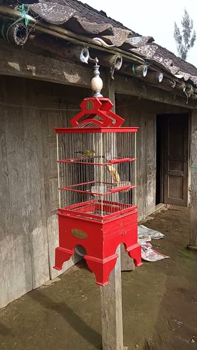 terapi pleci ngalas standar