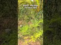 #naiwikfarms PKM-1 Moringa plants 77 days old #shorts #moringa #moringafarming