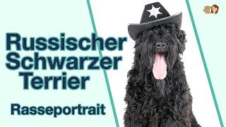 Russischer Schwarzer Terrier im Rasseportrait | Alles über diese Hunderasse mit dem Schnurrbart