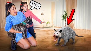 Our DOG Got ATTACKED By A OPOSSUM!! | Jancy Family