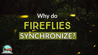 Why do Congaree's Fireflies Synchronize? | Congaree National Park Fireflies