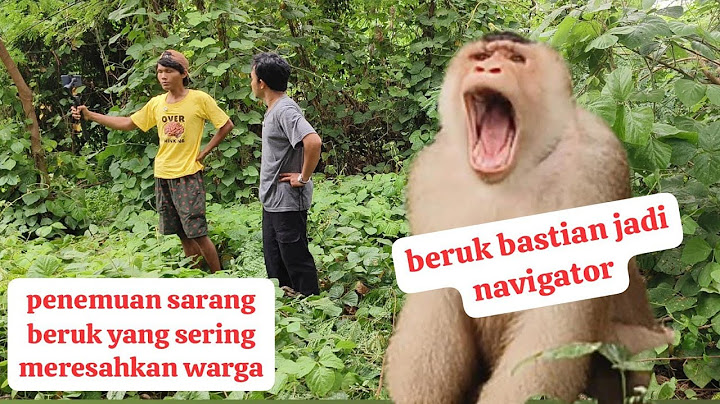 revealed in this video!!! tracing the path of the monkeys that are disturbing Bekasi residents!!!