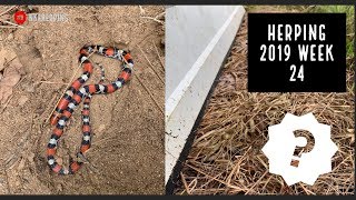Fantastic Tin Flipping and a Big Announcement!