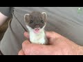 This Adorable Stoat Kit is Now so Playful | Stoat Wildlife Rehabilitation