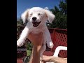 Веселые собачки 2018 Видео приколы про щенков