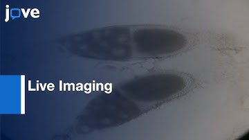 Live Imaging Of GFP-Labeled Proteins In Drosophila Oocytes l Protocol Preview