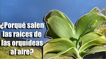 ¿Por qué a mi orquídea le salen tantas raíces nuevas?