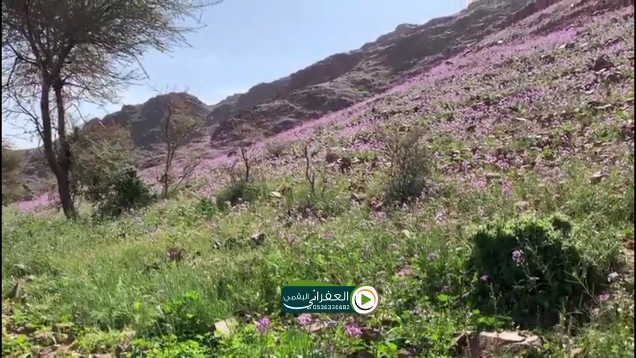 العفراني في ربيع جبال العلم من ديار بني رشيد وجلسه في البر وقصايد وعلوم رجال تفضلوا للمشاهده