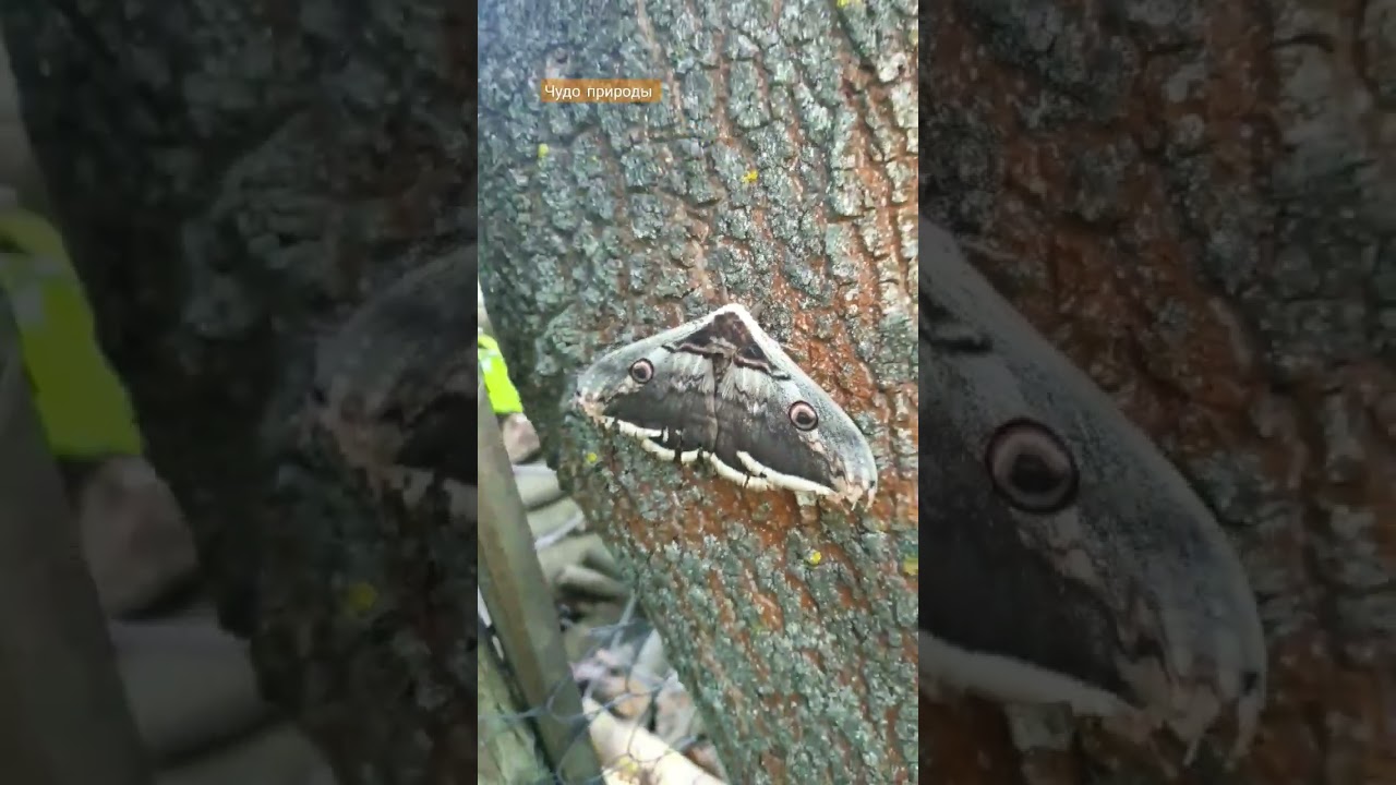 чудо природы ! что это за порода ? #бабочка #украина #картошка #село #подгортаем